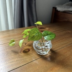 【新作】■本物そっくり枯れない観葉植物■ポトス　フェイクグリーン　葉　造花　瓶　