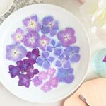 【押し花】紫陽花ミックス ２２輪
