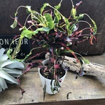 トビハ　クロトン♡飛び葉♡希少♡クロトン♡観葉植物♡飛び跳ねる葉っぱ♡ユニークなインテリア