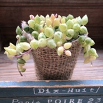希少♡エンジェルティアーズ♡天使の涙♡斑入りピーチネックレス♡垂れ下がり♡多肉植物