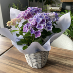 ★もらって嬉しい豪華あじさい鉢★数量限定★豪華父の日フラワーギフト★母の日フラワー★人気ブルーあじさい鉢★母の日花　あじさい　フラワーギフト