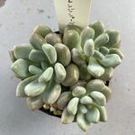 オレンジシャーベット・土つき苗・多肉植物