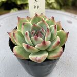桃太郎・土つき苗・多肉植物