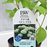 F様専用ページ 花苗 PW アジサイ アナベル ミディライム 3.5号
