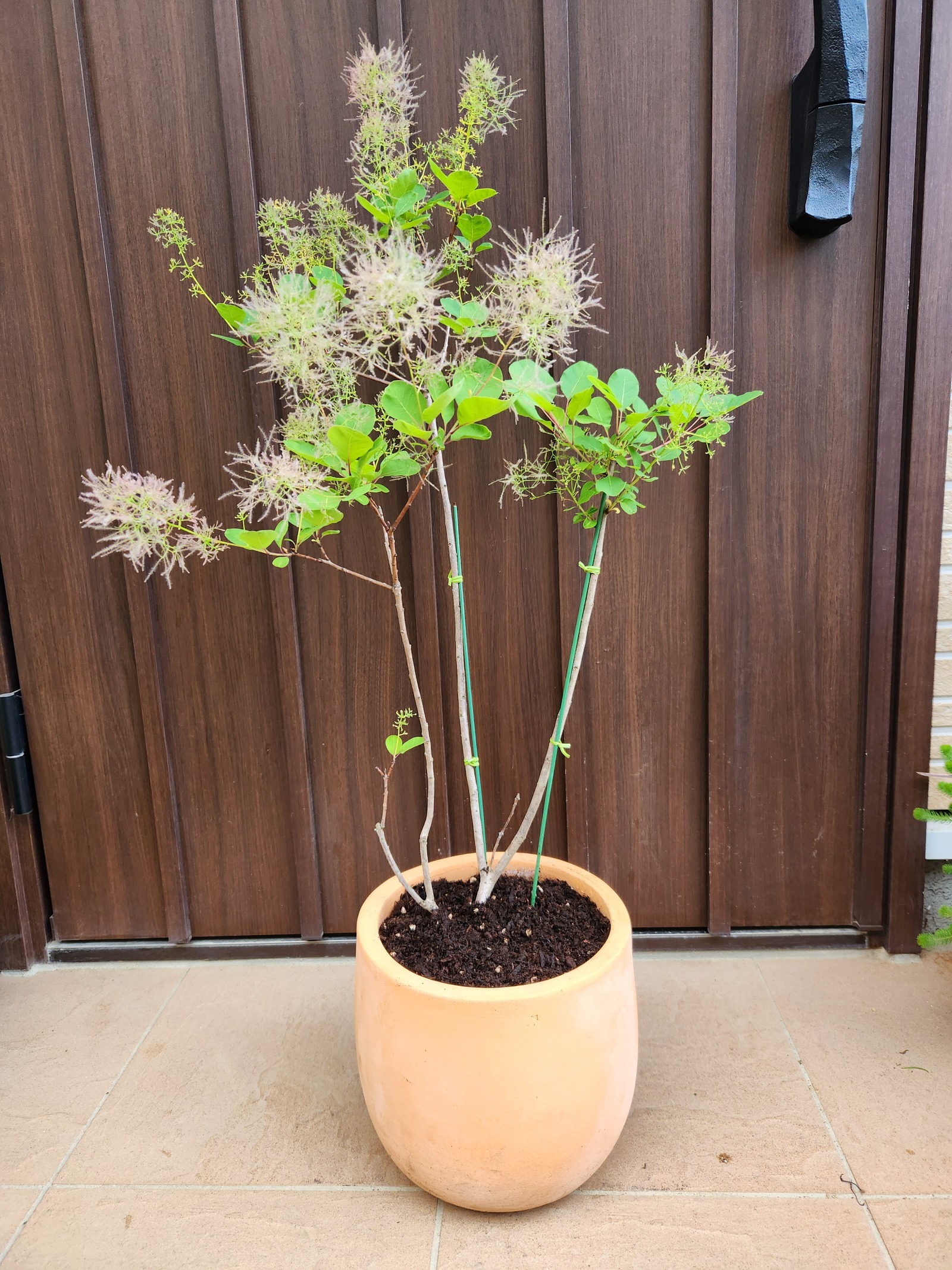 【本物新品保証】 ピンクパール スモークツリー テラコッタ鉢植え 苗 ケムリの木 落葉樹