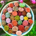 多肉植物 リトープス 色の組み合わせ 約10 苗 1年の苗0.5-1.2cm