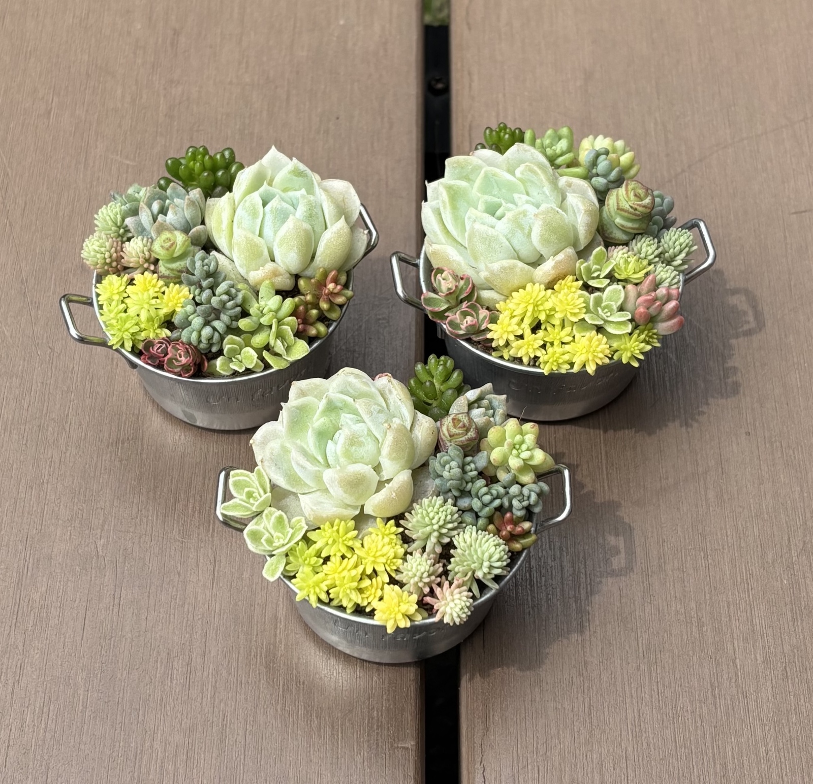 多肉植物 寄せ植え そのまま飾れる( 'ч' ☆)ブリキ鍋韓国苗入り