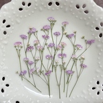 かすみ草八重ピンク（押し花)