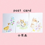 犬のポストカード（原画入3枚セット）　暑中見舞い　水彩画カード　コーギー　柴犬