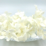紫陽花(アナベル）＊オフホワイト＜プリザーブド＞