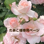 😸たあこ様専用ページ♡