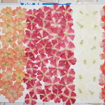 押し花商品【バーベナ４色】