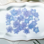  【押し花素材】紫陽花　八重咲き　パープル