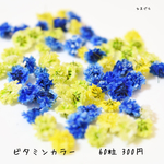 かすみ草ドライフラワー ビタミンカラー