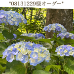 *08131229様オーダー*