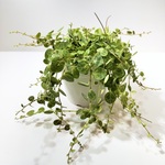 ペペロミア タートル 可愛い葉っぱ 現品