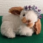 うさぎ　ロップイヤー　