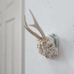 hunting trophy " white blooming " ハンティングトロフィー 鹿角 アンティーク オブジェ