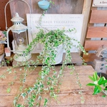 現品！オシャレ♡【斑入りアイビー♡ロングタイプ】ホワイト樹脂器♡ナチュラルグリーン観葉植物
