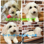 羊毛フェルトオーダー（抱っこ出来る大きさ）シェルティ  柴犬 トイプードル コーギー ポメラニアン チワワ ペキニーズ ダックス他相談してね