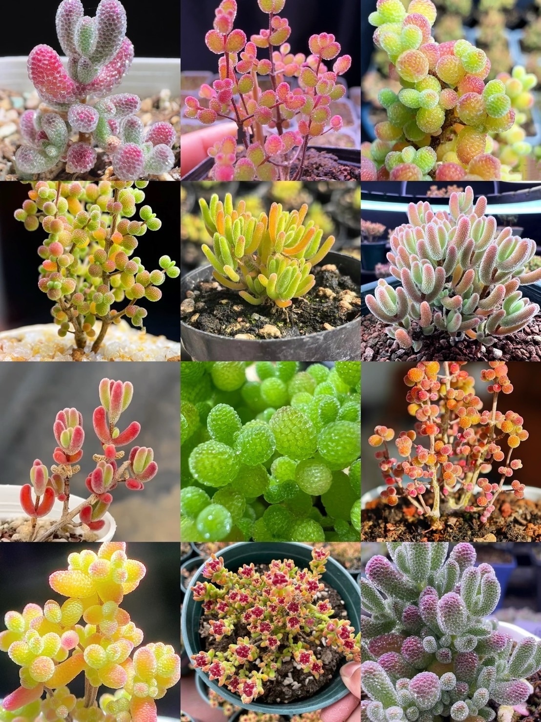 多肉植物 コノフィツム ブルゲリ 1.3cm以上 抜き苗 2株セット