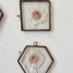 Pressed Flowers (S)    ガラスフレーム 押し花 ラナンキュラス
