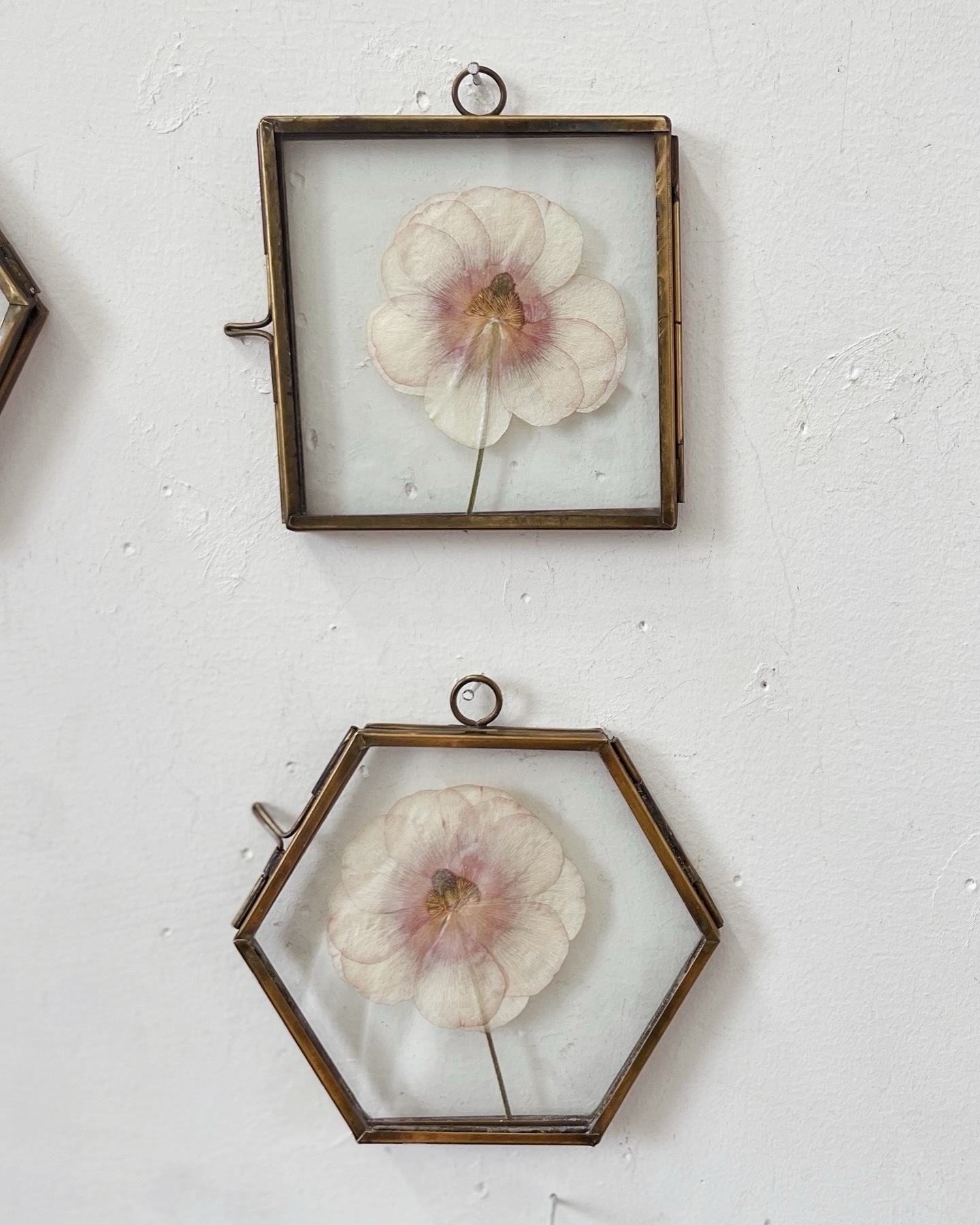 Pressed Flowers (S) ラナンキュラス ガラスフレーム 押し花 ピンク