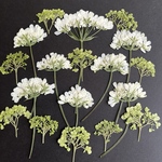 オルレアとアナベル　押し花