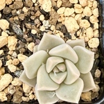白牡丹＊多肉植物＊抜き苗