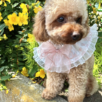 《sheer♥︎ribbon》シアーリボン