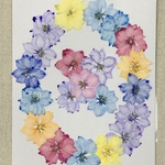 NO.959N限定3個❣️パステルカラーの千鳥草MIX／押し花素材