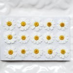 ☆押し花☆　タナセタム　ジャックポット　白　無着色　　　　花材　素材　小花　レジン　シルバータンジー