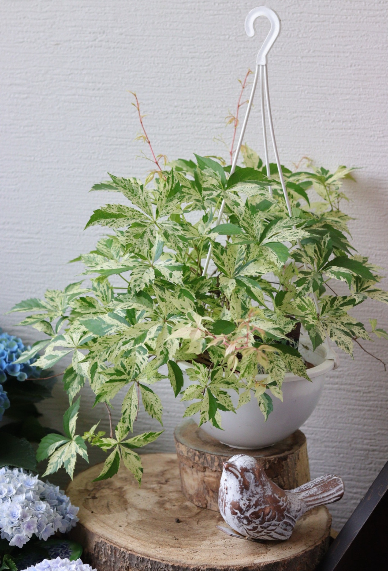 シックなペチュニアの夏籠寄せ植え - t-egret | minne 国内最大