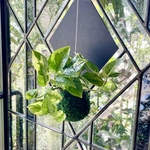 希少種｜ポトス“エメラルド”の苔玉ハンギング｜吊るして楽しむ観葉植物