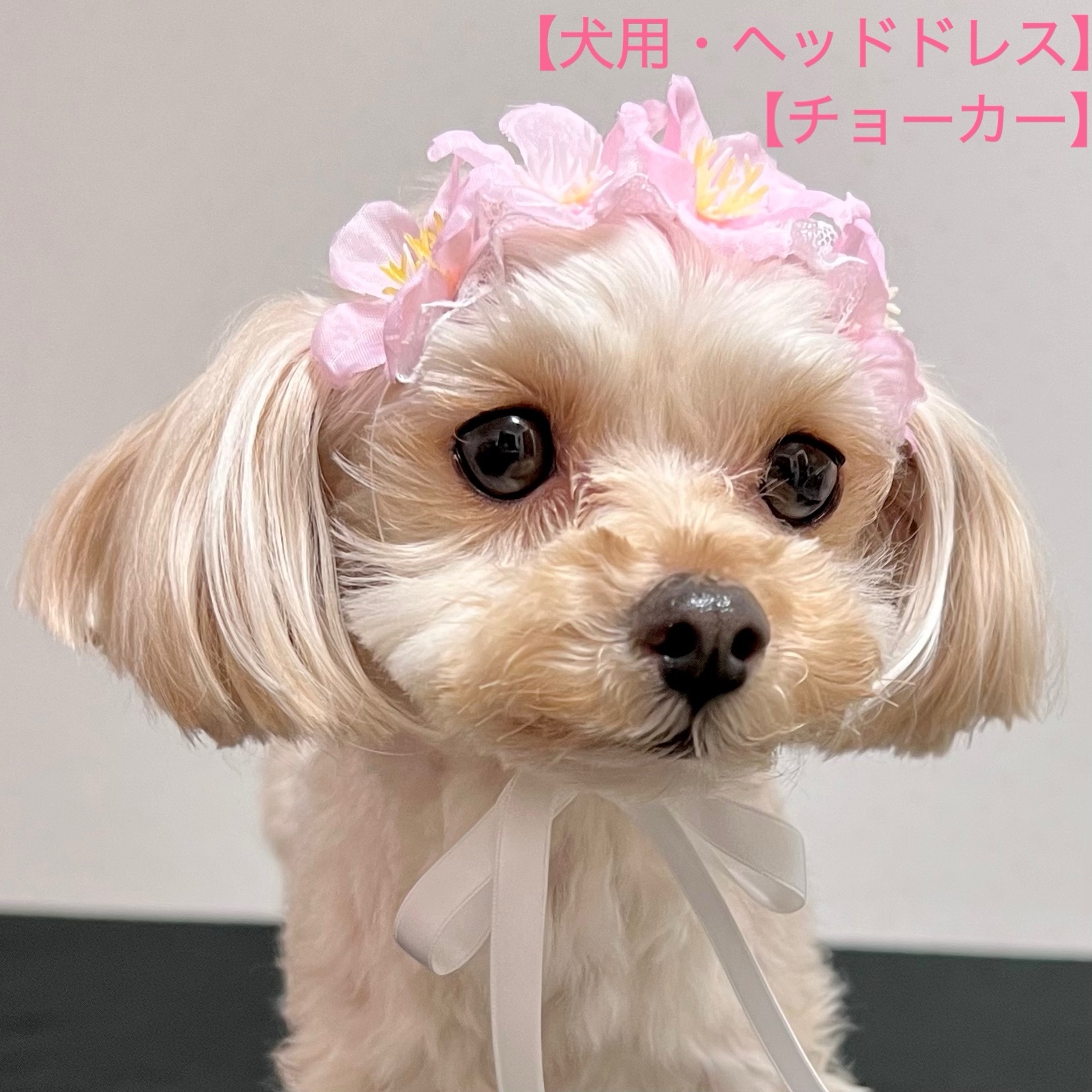 犬用】犬ヘッドドレス 犬チョーカー 犬リボン 桜 犬誕生日 犬
