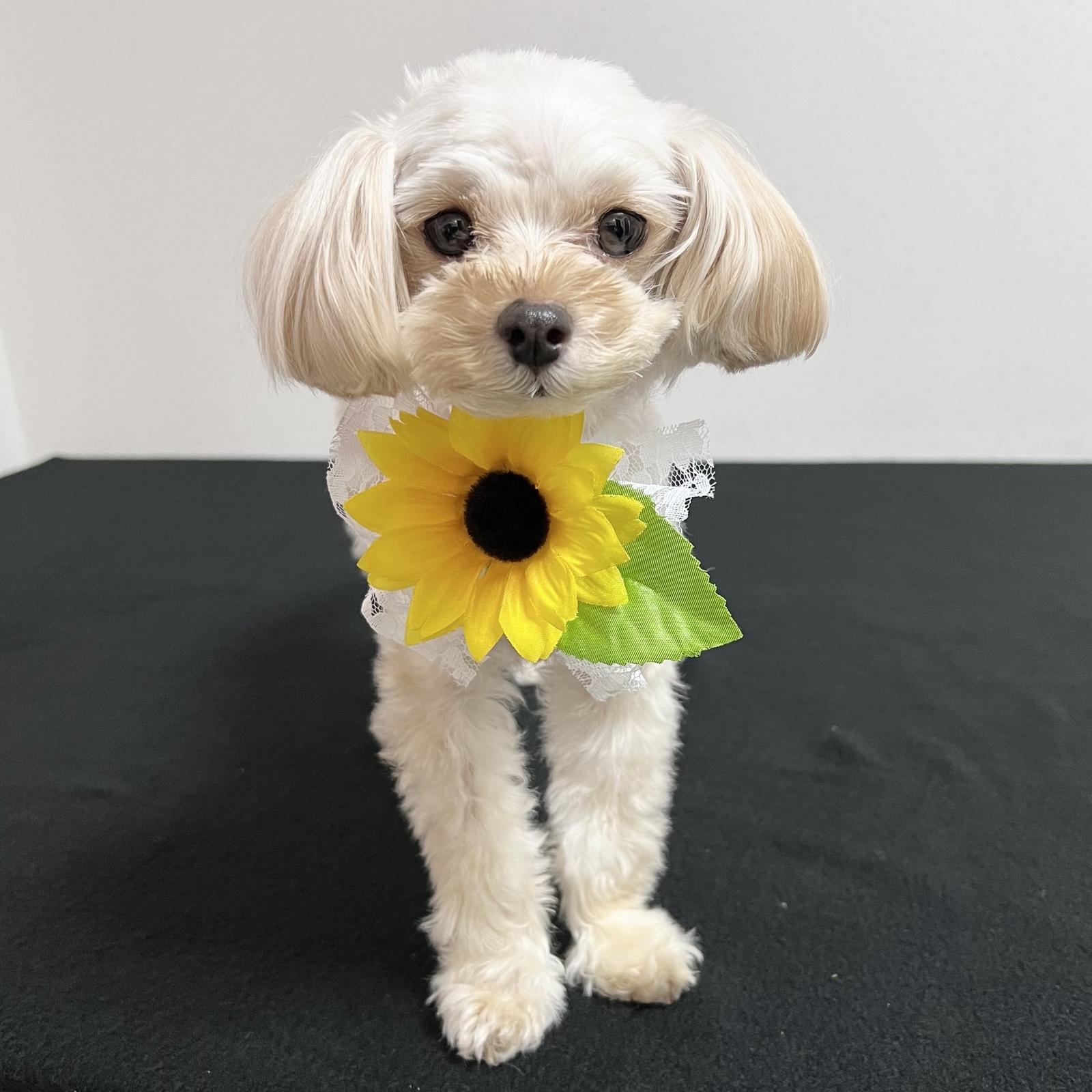 犬用】犬ひまわり 犬ヘッドドレス 犬リボン 犬チョーカー 犬向日葵