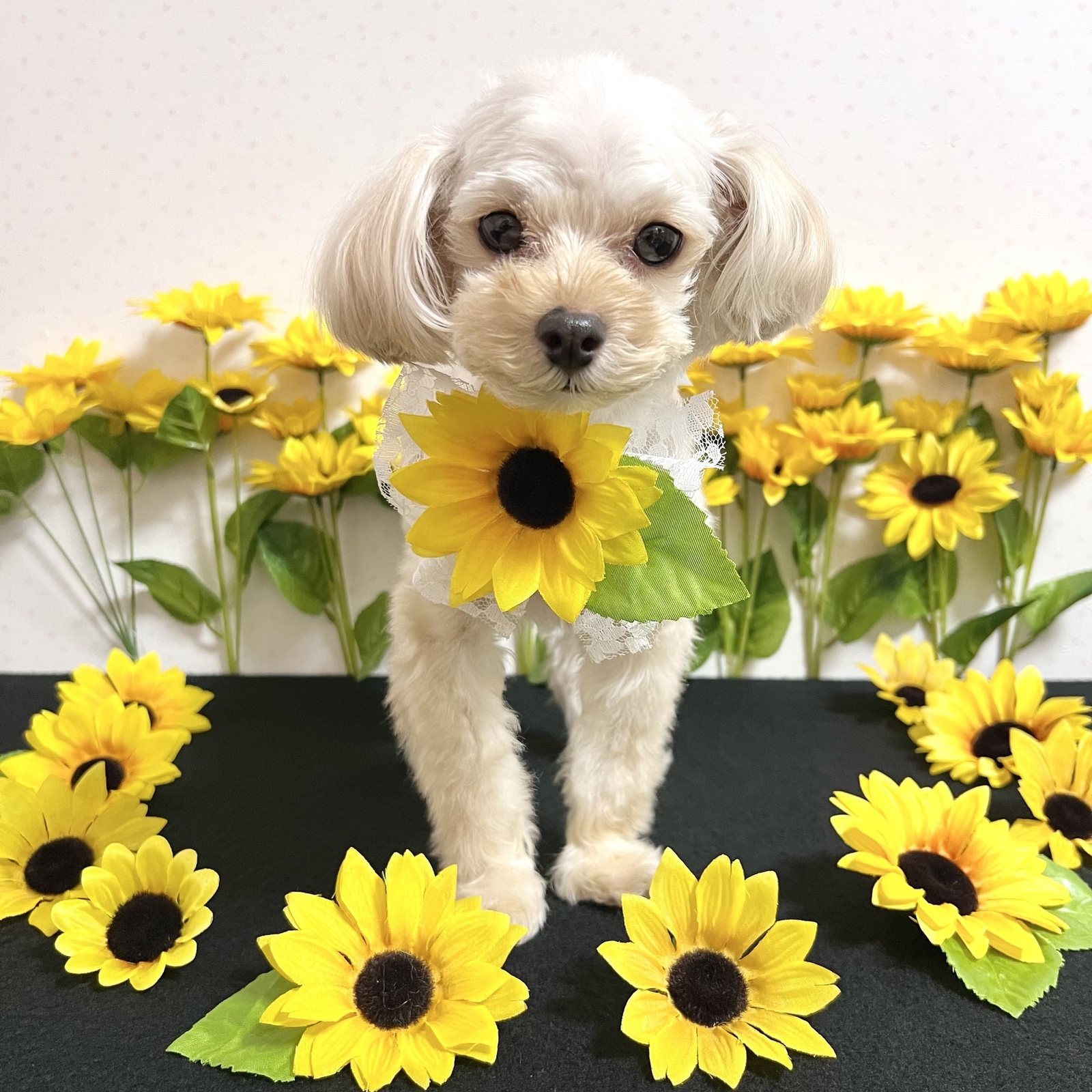 犬用】犬ひまわり 犬ヘッドドレス 犬リボン 犬チョーカー 犬向日葵
