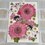 ピンク系ガーベラの押し花セット②