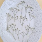 押し花素材664　オフホワイトのかすみ草10本のセット