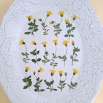 押し花素材640　メカルドニアのセット　花材　黄色　グリーン　葉付き