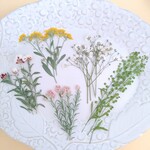 押し花素材638　茎付き　小花のミックスセット　5種類入り