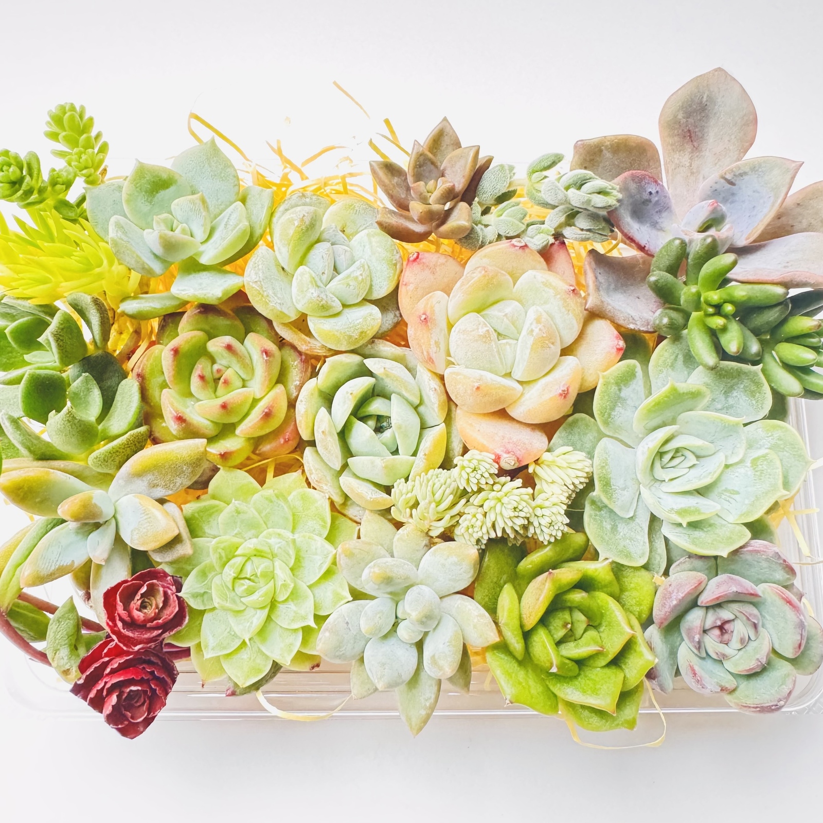 鉢ごと　多肉植物　アメイジンググレイス錦　抜き苗 多肉植物 アメイジンググレイス錦 抜き苗