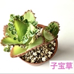 縁起の良い子宝草