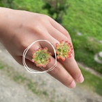 多肉植物 乙女心のリング🪴