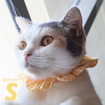 猫首輪《S》小さいギンガム きいろ
