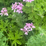  🌿ローズゼラニウム🌿ガーデニング🌿防虫効果🌿園芸🌿ハーブティー🌿ポプリ🌿オーガニック🌿アロマテラピー🌿多年草