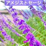 アメジストセージ⭐️根付き⭐️アメジスハーブ苗⭐️挿し木苗宿根草⭐️2本入