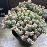 小米星♡多肉植物♡クラッスラ♡インテリア♡星型