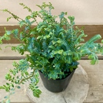 観葉植物　レインボーファン（コンテリクラマゴケ）