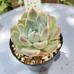 ヒアリナ×ラウイ・土つき苗・多肉植物